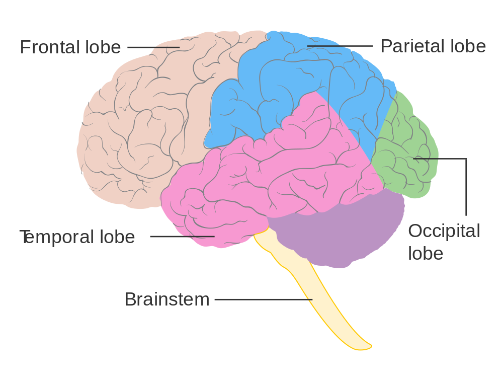 Brain Lobe Diagram