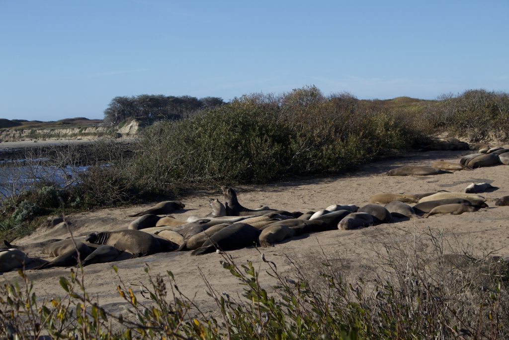 Elephant Seals at Año Nuevo State Park
